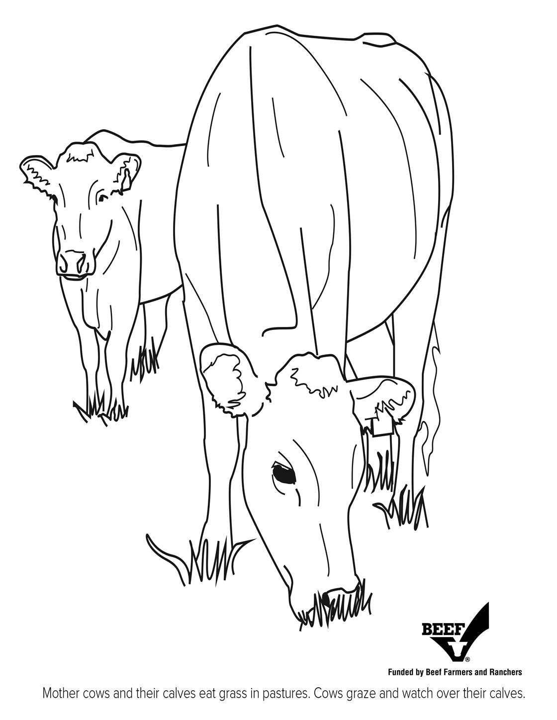 angus bulls coloring pages